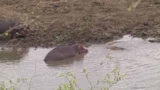 A mother Hippo, her tiny calf and Nile Crocodiles - clip 3