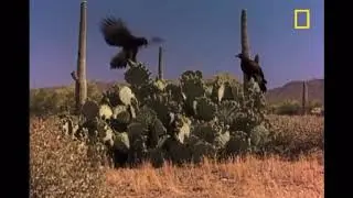 National Geographic Harris&rsquo;s Hawks vs Jackrabbits Speed Up 2x