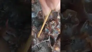 MADU KELULUT WARNA PUTIH #madutama