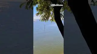 Vara in satul Sarichioi, lacul Razim, Tulcea, Romania #shortsfeed #shortsvideo #shorts #danubedelta