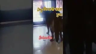 dog barking attacking side #pets #funnycats #funnyanimals #cuteanimal #germanshepheard