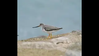 Terek Sandpiper's call