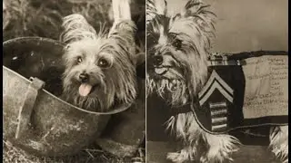 The 7-Inch Tall WWII Hero Dog Who Became a Therapy Legend
