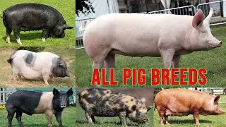 All Pig Breeds / Complete list of Pig breeds in the world / types of pigs