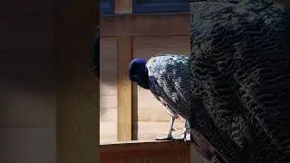 Peacocks | Edmonton Valley Zoo #shorts