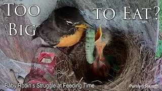 Too Big to Eat?! 🐣 | Baby Robin&rsquo;s Struggle at Feeding Time