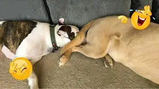 HILARIOUS DOGS Being Weird 🤪 NEW Funniest Dogs Video 2026