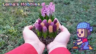 🌷Sümbül Soğanı Dikme ve Çoğaltma#garden #gardening #farmer #örgü #crochet #hobi #oya #yemektarifleri