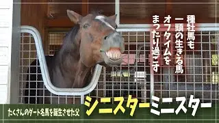【シニスターミニスター】名馬の父にもオフはある！シニスターのおっとりな日常