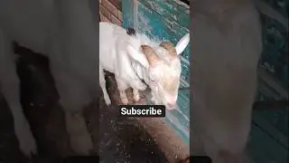 phantom 18 september #trending #subscribe #viral #goat #phantom #goatfarm #like #share #comment