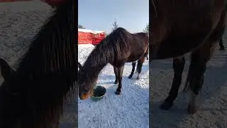 Уличное содержание лошадей зимой. 