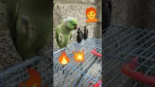 Staff room ma rakh dangay/ #parrotcomedy #parrot #parrotlover #cute