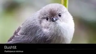 Bushtit