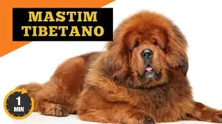 Mastim Tibetano - O c&atilde;o mais temido do mundo
