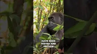 Why Gorilla Entertainment Exists  #gorillaentertainment