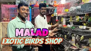 Exotic Birds Shop in Mumbai Malad | low price bird Shop | Cats Talking Parrots | hasan exotic birds