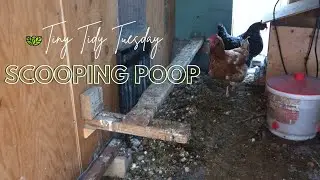 A Scooping POOP kind of day! | My first Tiny Tidy Tuesday!