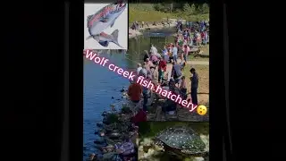 Wolf creek fish hatchery!! Endangered turtle species!😮🐢 #wolfcreekhatchery #youtubeshorts #youtube