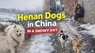 What does the life a dog in Rural China look like? 
