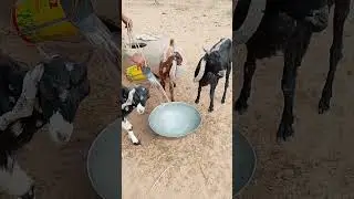 Goats Enjoying Fresh Water in the Desert 🌵#GoatsInTheDesert#ViralAnimals#GoatLife#NatureVibes #viral