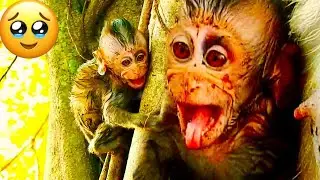OH_..NO!.. A little Baby Monkey Crying Call Mom Come Help Her Need tied Down From Tress