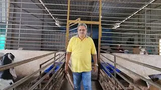 Full Tour Of NS Goat Farm | How NS Farm Runs Full Story | Biggest And Heaviest Goats India.