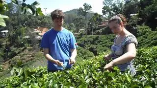 Sri Lanka Tea Plantation With Elite