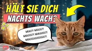 Deine Katze miaut st&auml;ndig (auch nachts)? Probier heute abend DAS!