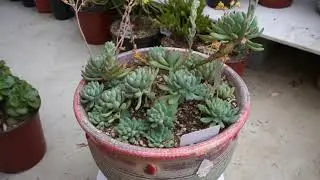 Echeveria Blue Elf- a 