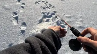 KOLEJNE ŁOWIENIE SPOD LODU! (Kilka okazów wpadło)
