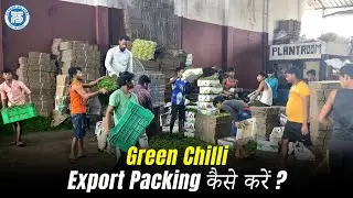 Green Chilli Export Packing | Best Agriculture Product for Export | Export 24 months