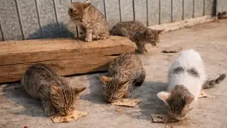 Orphan Stray & Feral Kittens | No Mother, Only Hunger 💔