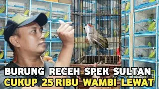THIS MELTING BIRD IS | ONLY 25,000 TO 30,000 IDR AT THE PRAMUKA BIRD MARKET