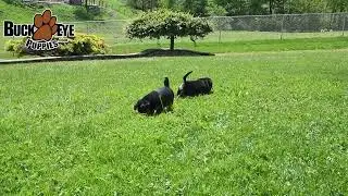 Cute Puggle Puppies