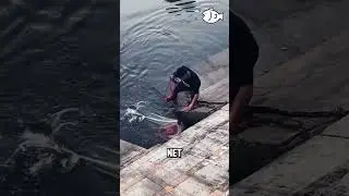 Surprising Net Full of Fish in the River