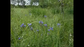 Polemonium caeruleum, Menyanthes trifoliata, Armeria maritima Dracocephalum ruyschiana Iris sibirica