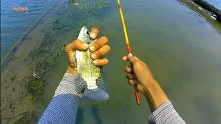 SEKARANG 10K Mancing mujaer tambak diKOHOD / ikan paling mudah dipancing