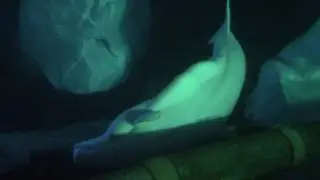 Wild Arctic Belugas Whisper and Naluark (5/18/17)