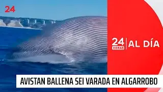 Alerta por ballena varada en las costas de Algarrobo | 24 Horas TVN Chile