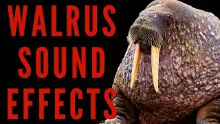 WALRUS SOUND EFFECTS - Walrus Sounds | Maktub_ytv