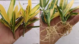 Croton plant propagation | How to grow croton from cuttings | easy and simple way