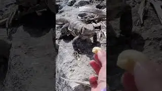 😱🦎 Iguana Snatches Food RIGHT Out of My Hand! 🍓💨 You Won&rsquo;t Believe This! 😂🐊