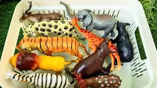 Zoo Animals Learning | Fun Educational Video for Kids