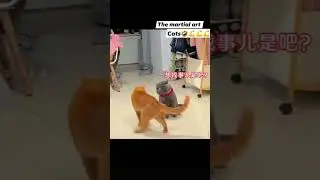 martial art cats😹😹