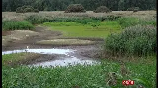Wildlife reserve - wading birds affected after very dry Spring and hottest summer (UK) 28/Sep/2025