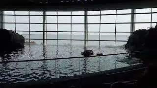 Dolphins