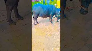 Buffalo first timer..#shorts #video #viral #animals #like