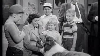 Lassie - 