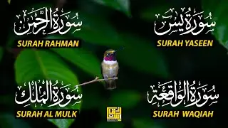 Magical Recitation Surah Yaseen (Yasin) | Surah Rahman | Surah Waqiah | Surah Mulk EP144