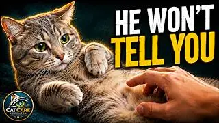 10 Secret Things Your Cat Hates (That You Do Every Day)